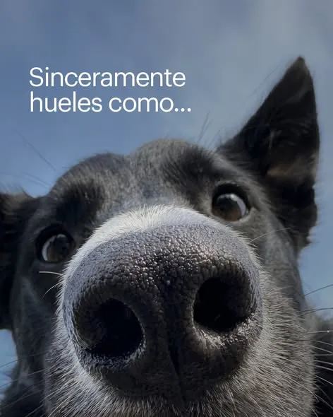 Pues…. ¿Cómo no? Siempre quiero ir a Subway ® 🥹🥖​